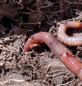 Meet your Posher, __worm